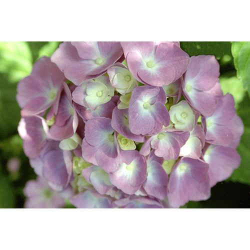 Hortensia