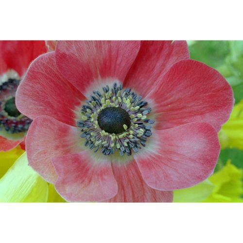 A057 Anemone