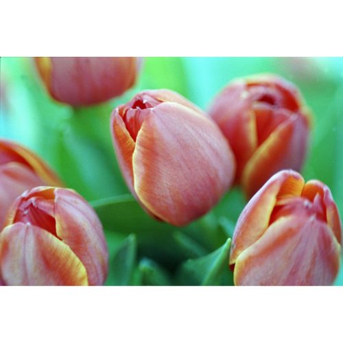 Grußkarte A104 Rote Tulpen