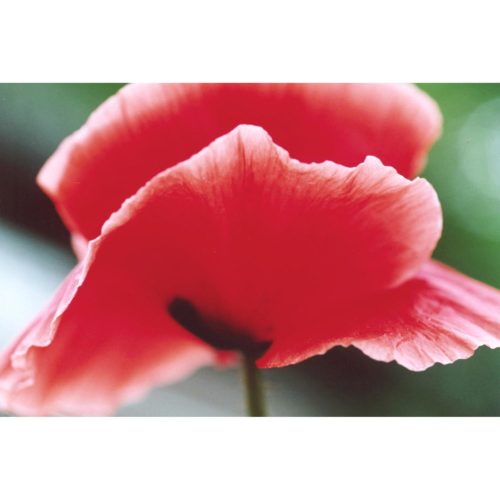 Klatschmohn