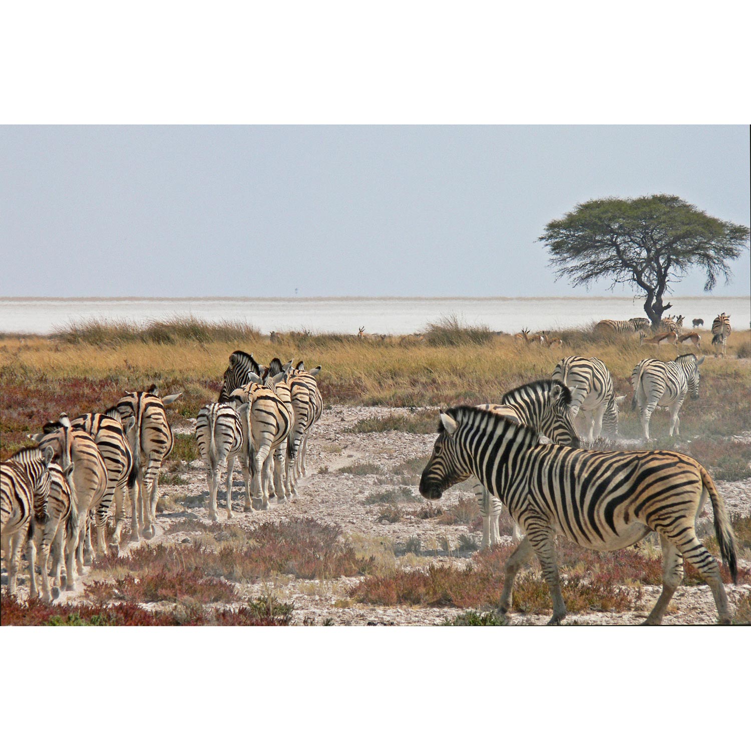 Afrika Zebras