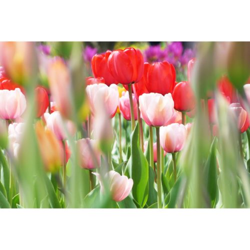 Tulpen rot und rosa