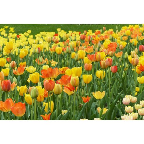 Grußkarte B243c Tulpen