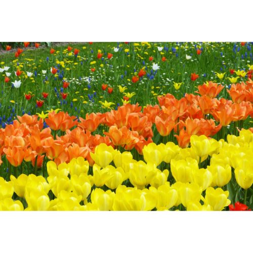 Tulpen gelb und orange