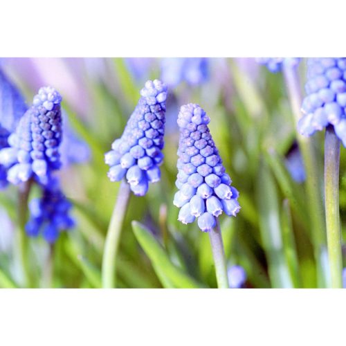 Perlhyacinthen hellblau