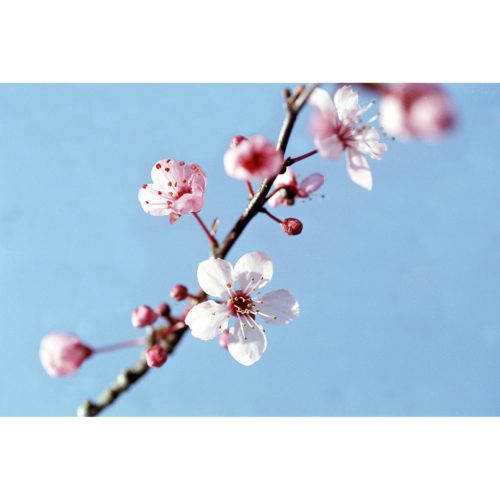 prunus