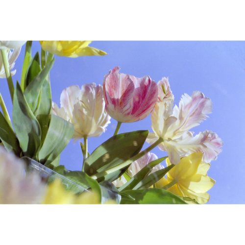 Vase mit Tulpen