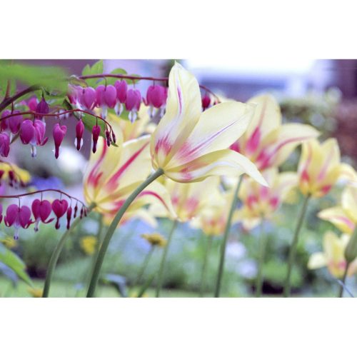 Tulpen im Garten
