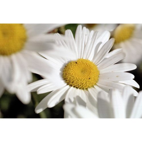 Margeriten