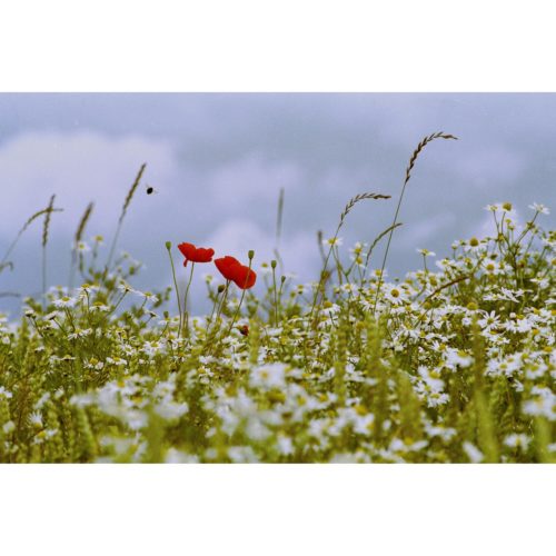 Kamille und Mohn