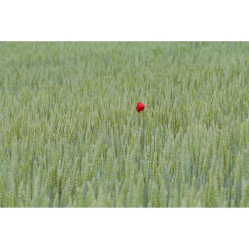 Kornfeld mit Klatschmohn