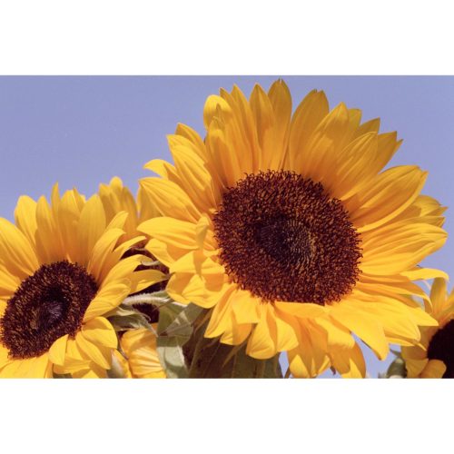 Sonnenblumen