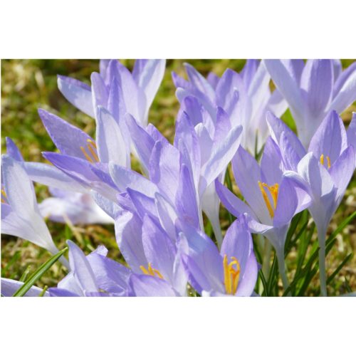 Elfenkrokusse lila