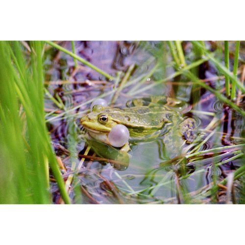 Frosch