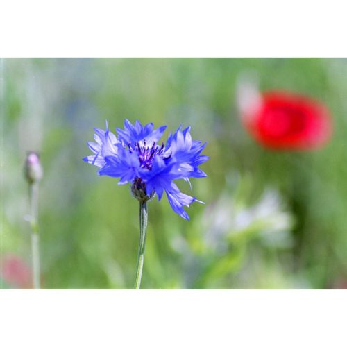 Kornblume