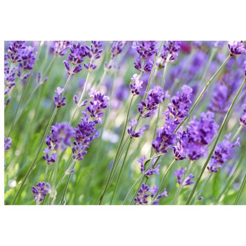 Lavendel