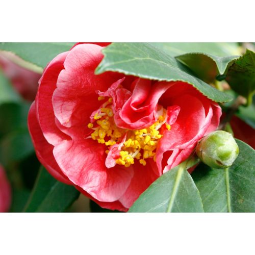 rote Camelia