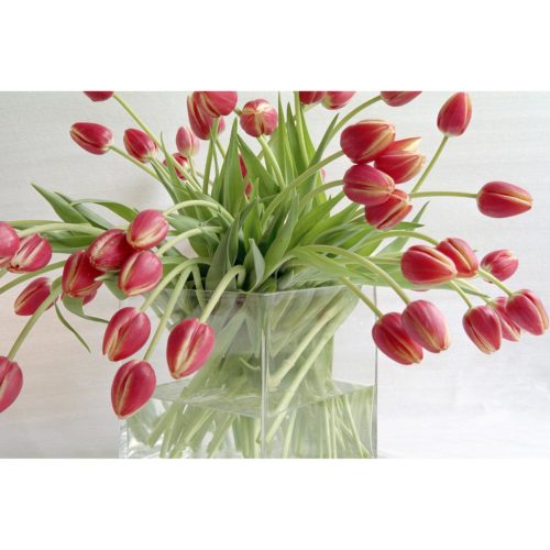 rote Tulpen in Vase