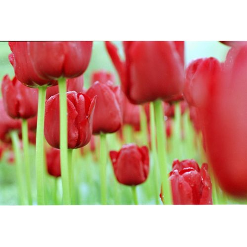 Tulpenfeld rot