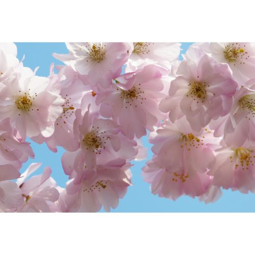 rosa Kirschblüten