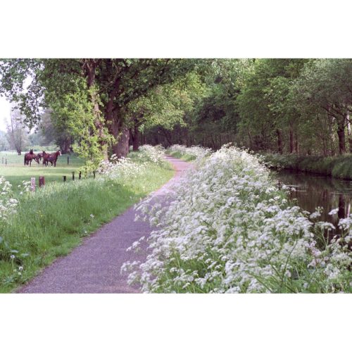 Fahrradweg mit Pferden