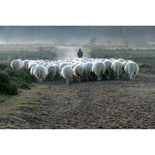 Schafe mit Schäferin
