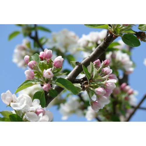 Apfelblüte