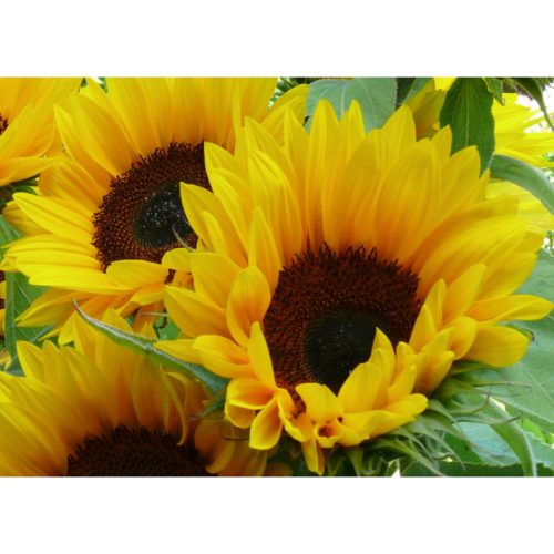 Sonnenblumen