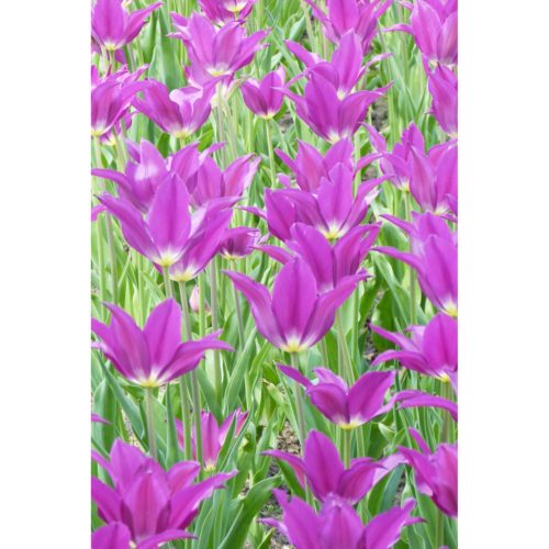 lila Tulpen