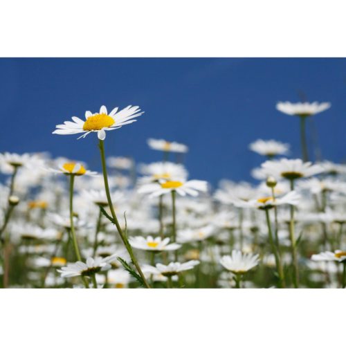 Margeriten