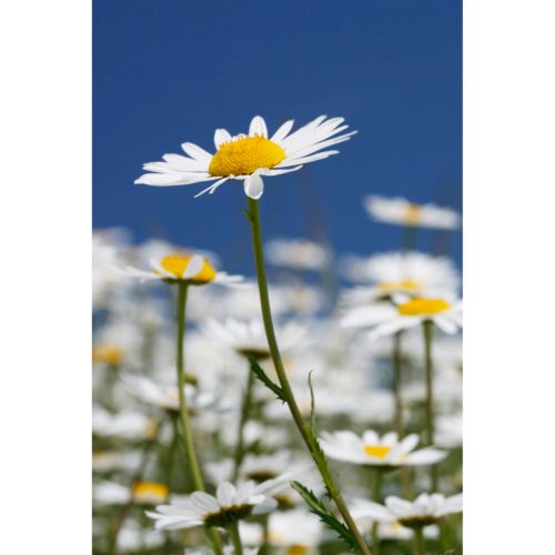 Margeriten