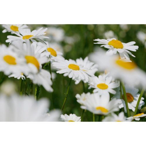 Haus mit Blumen