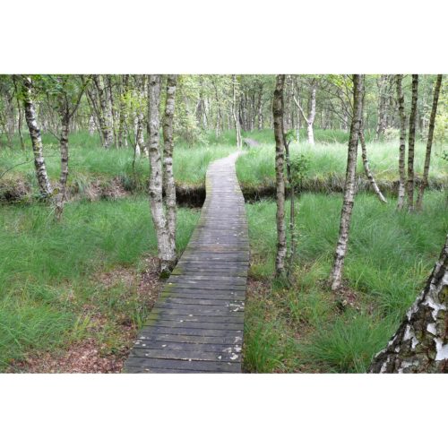 Birkenwald