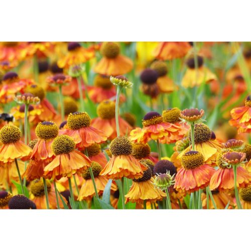Sommerblumen orange