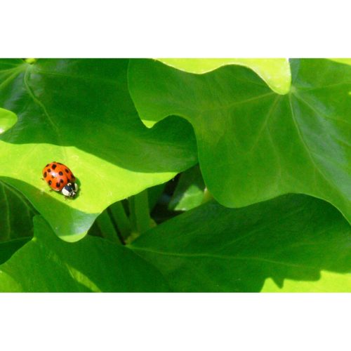 Marienkäfer auf grünem Blatt