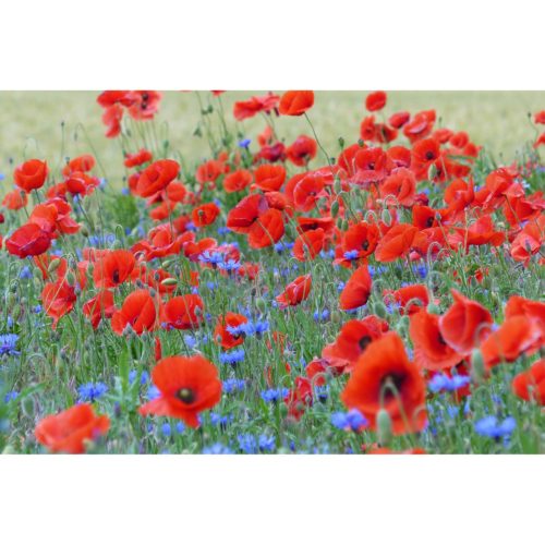 Mohn und Kornblumen