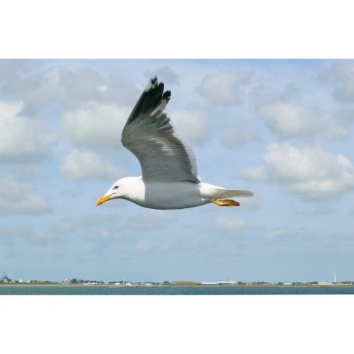 fliegende Möwe