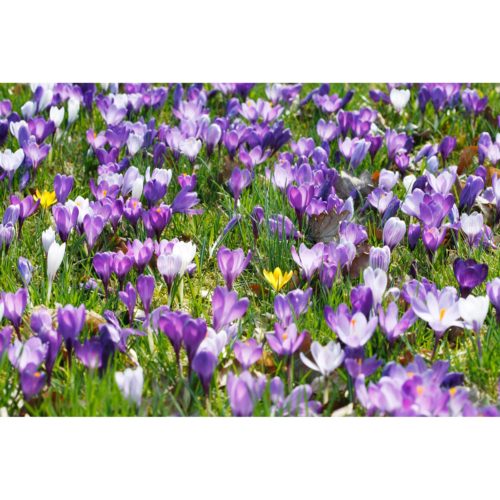 Wiese mit lila und gelben Krokussen