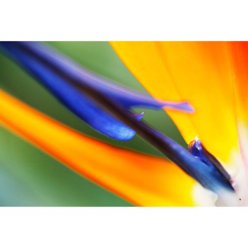 Paradiesvogelblume