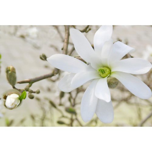 weisse Magnolie