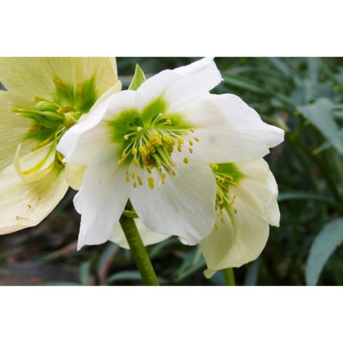 Christrose