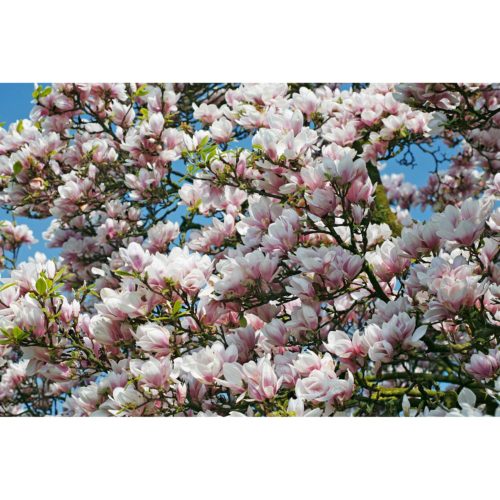 Magnolienbaum
