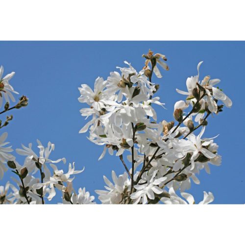 weisse Magnolia