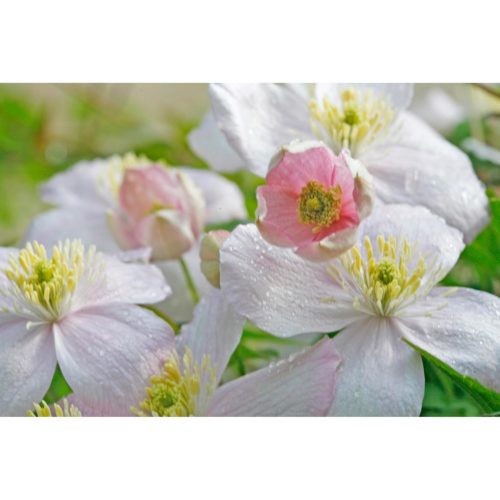 rosa Clematis