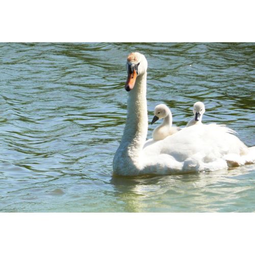 Schwan mit Jungen