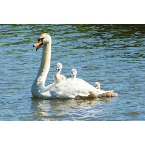 Schwan mit Jungen