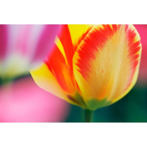 rotgelbe Tulpe