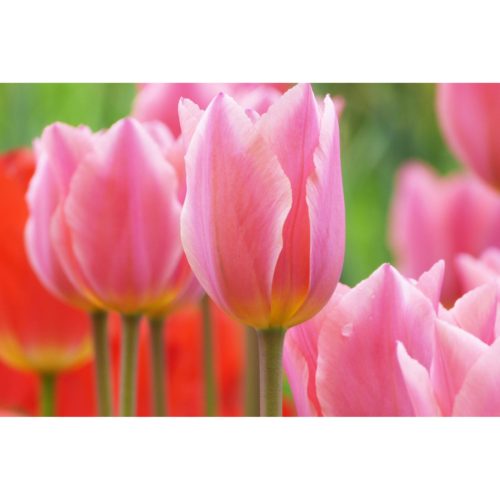 rosa Tulpen