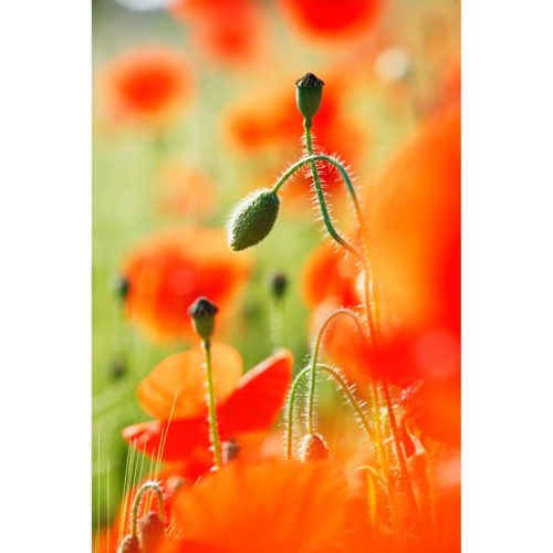 Klatschmohn