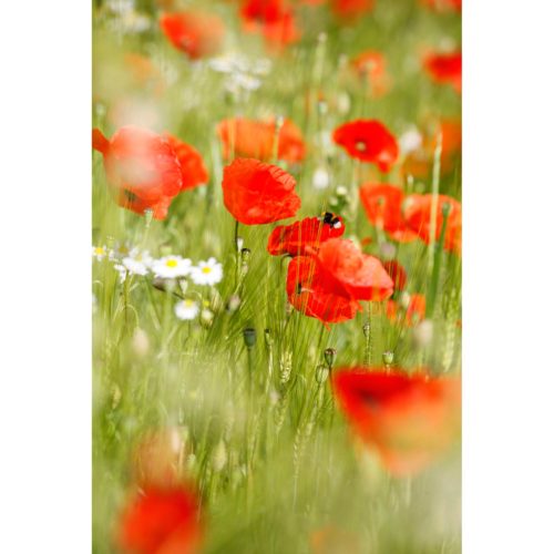 Klatschmohn